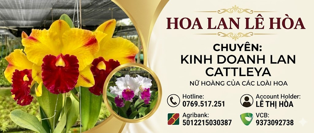 Hoa Lan Lê Hòa - Chuyên Kinh Doanh Lan Cattleya