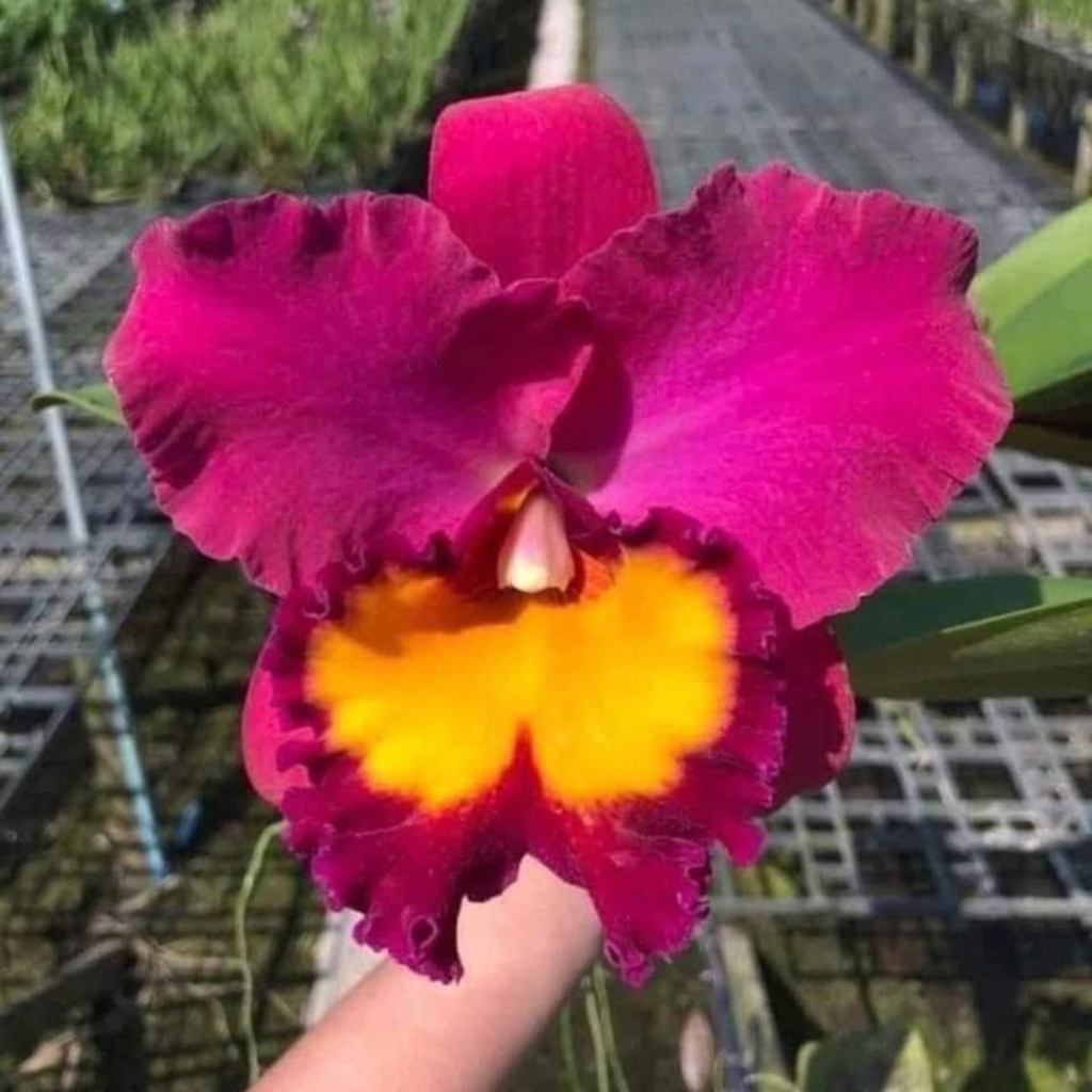 Lan Cattleya Hồng Lưỡi Vàng
