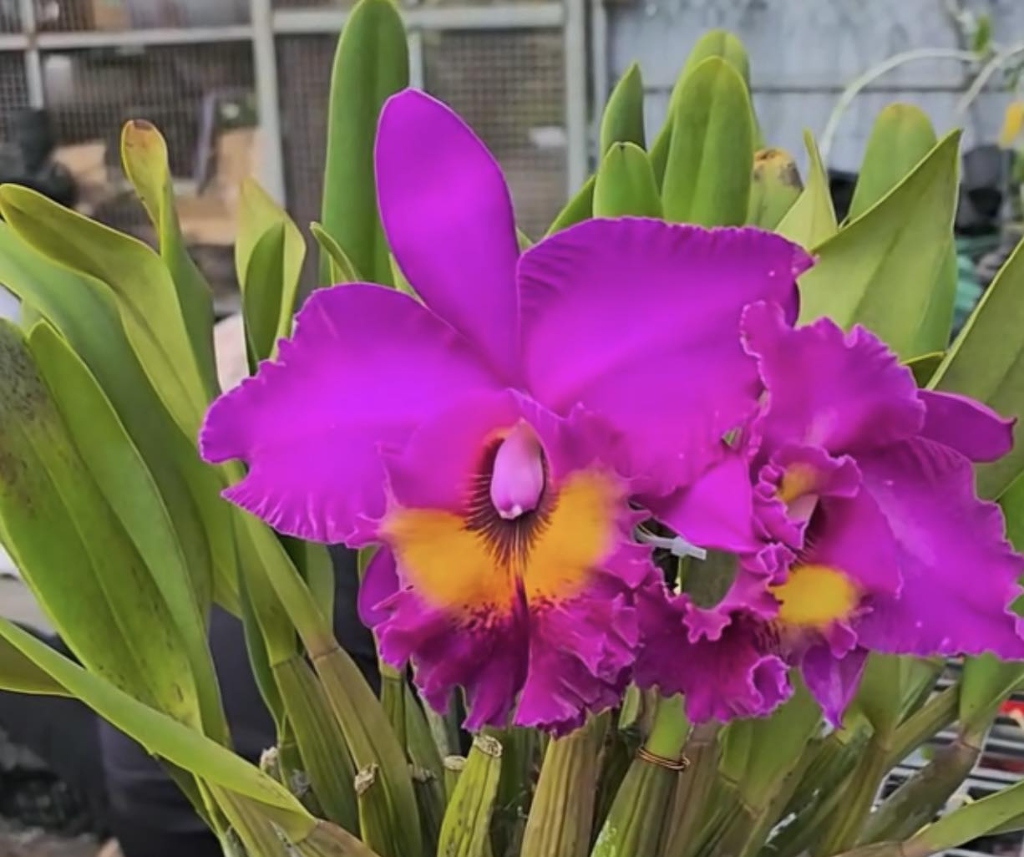 Chậu Lan Cattleya Tím Nghệ Thuật
