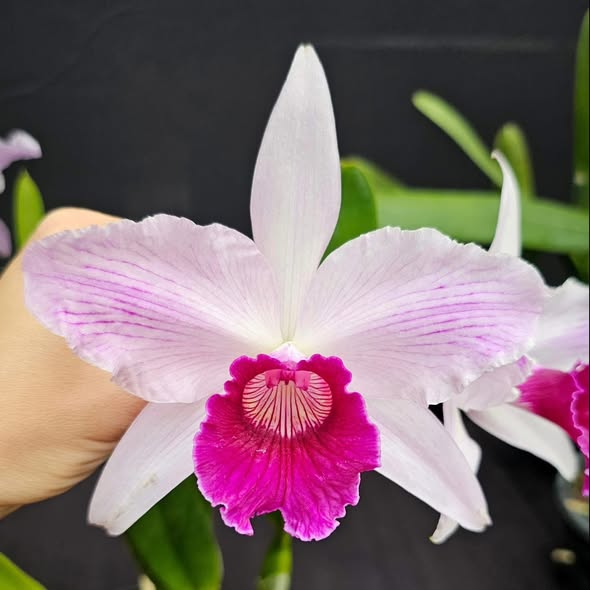 Lan Cattleya Trắng Hồng