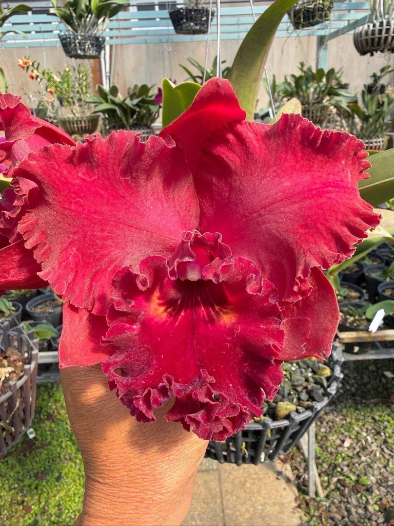 Lan Cattleya Đỏ Hoàng Gia